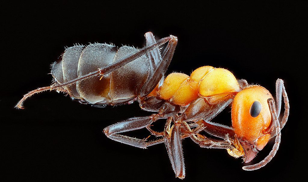 Ant Control service in Bend, OR