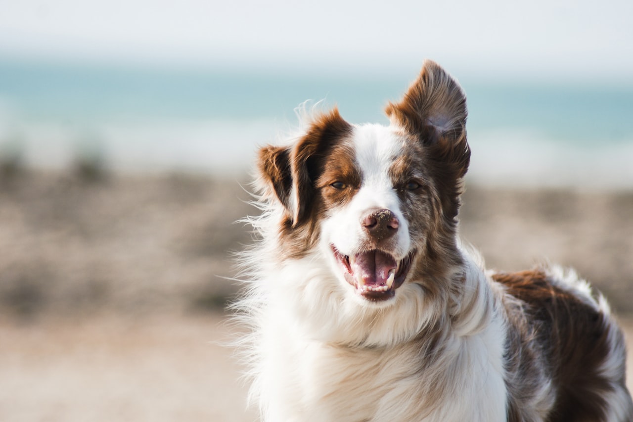 Flea & Tick Control service in Bend, OR