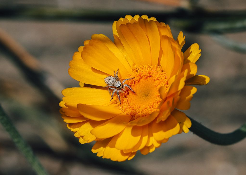 Spider Control service in Bend, OR